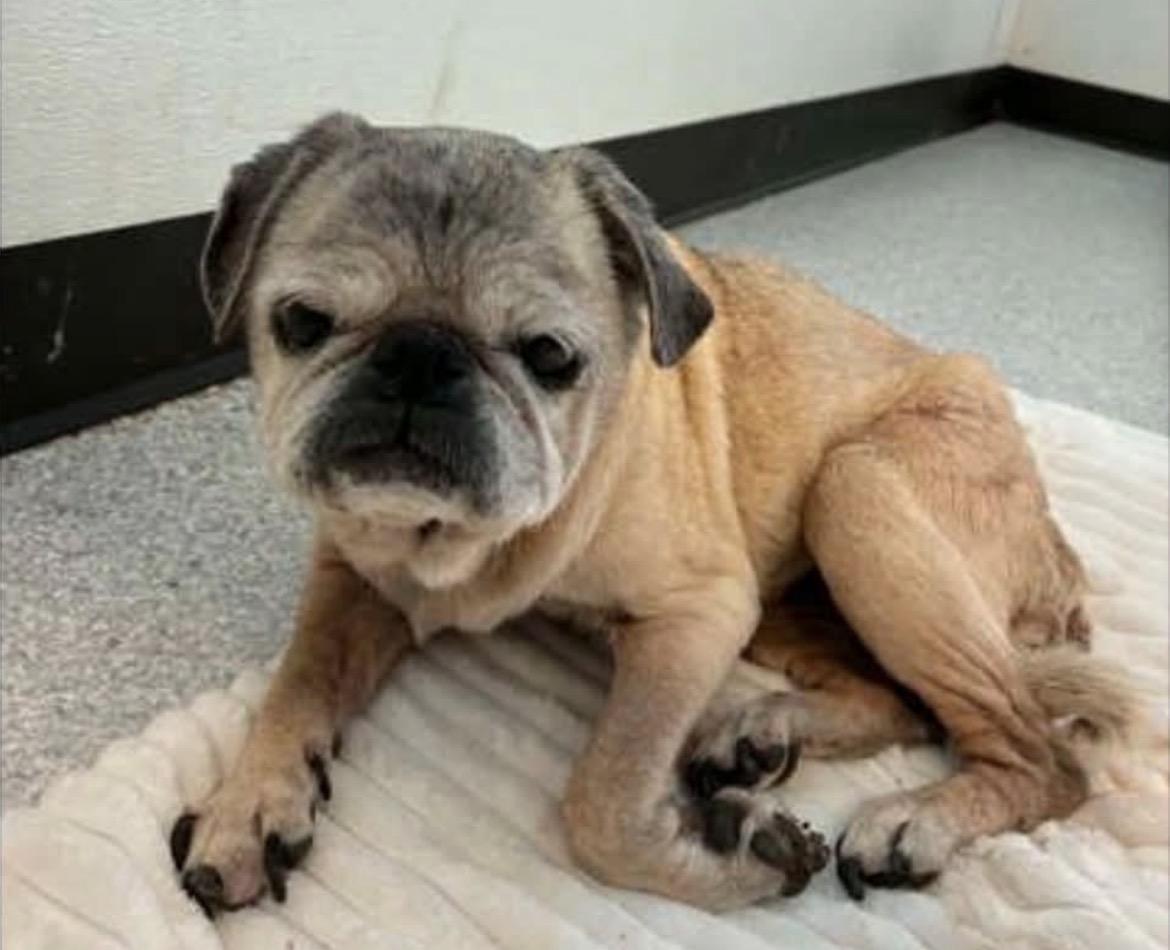 Enlarge Sassy, a ADOPTABLE Pug in Powell Butte, OR image 5/5