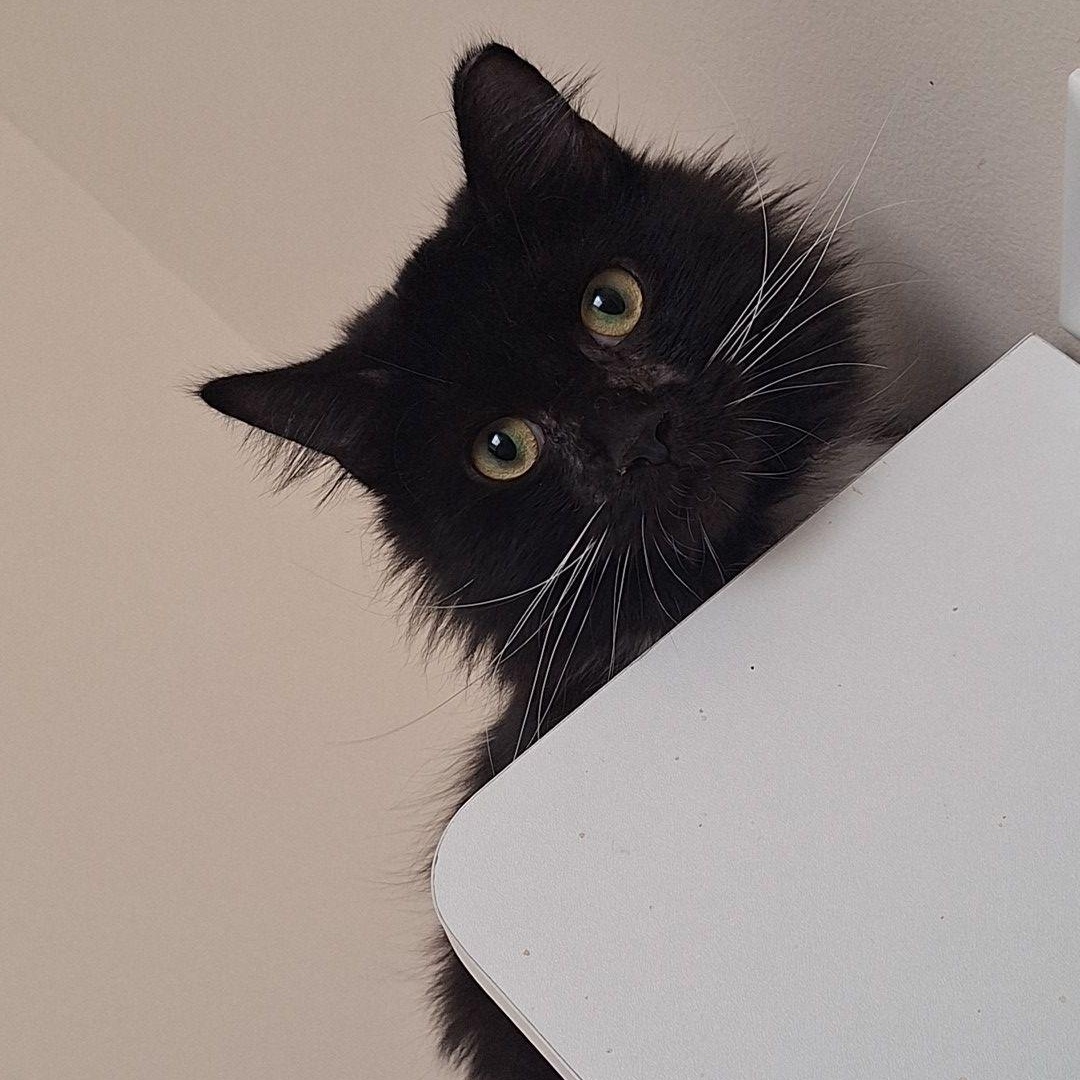 Enlarge Minnie, a Adoptable Domestic Long Hair in Connelly Springs, NC image 2/3