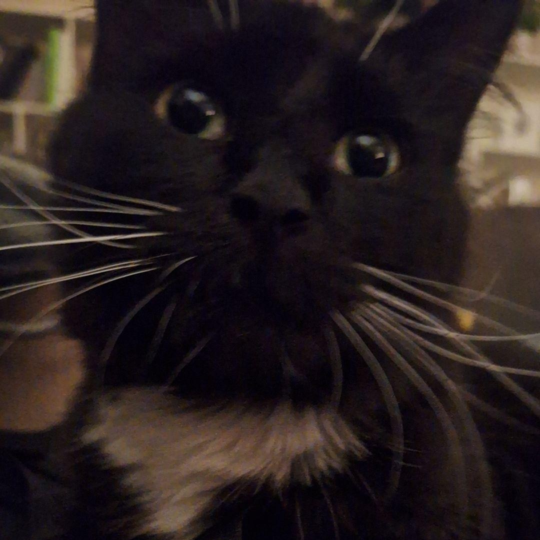 Minnie, Adoptable, Adult Female Domestic Long Hair.