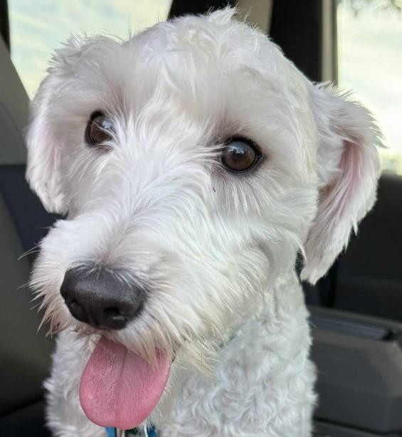 Oliver 2036, Adopted, Young Male Miniature Schnauzer.