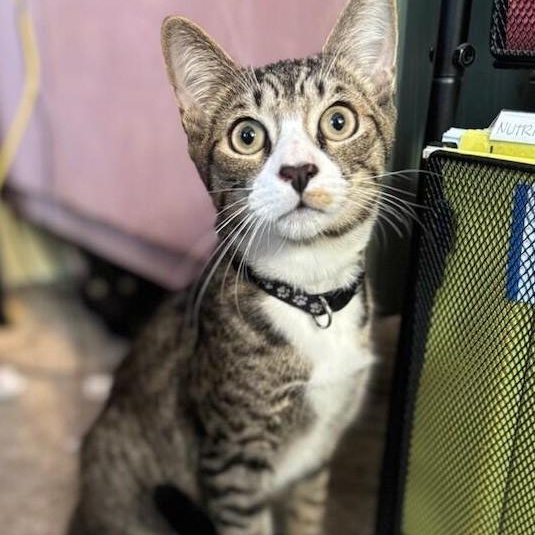 Keento, Adoptable, Young Male Domestic Short Hair.