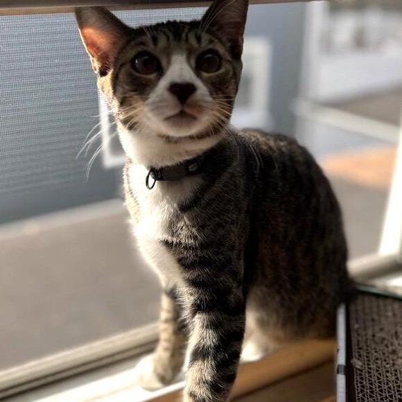 Keento, a Adoptable Domestic Short Hair in West Orange, NJ image 2/4