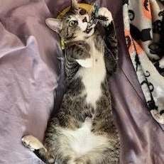 Keento, a Adoptable Domestic Short Hair in West Orange, NJ image 3/4