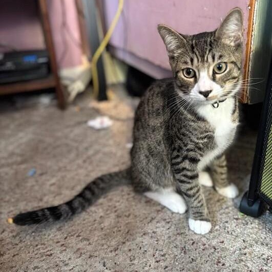 Keento, a Adoptable Domestic Short Hair in West Orange, NJ image 4/4