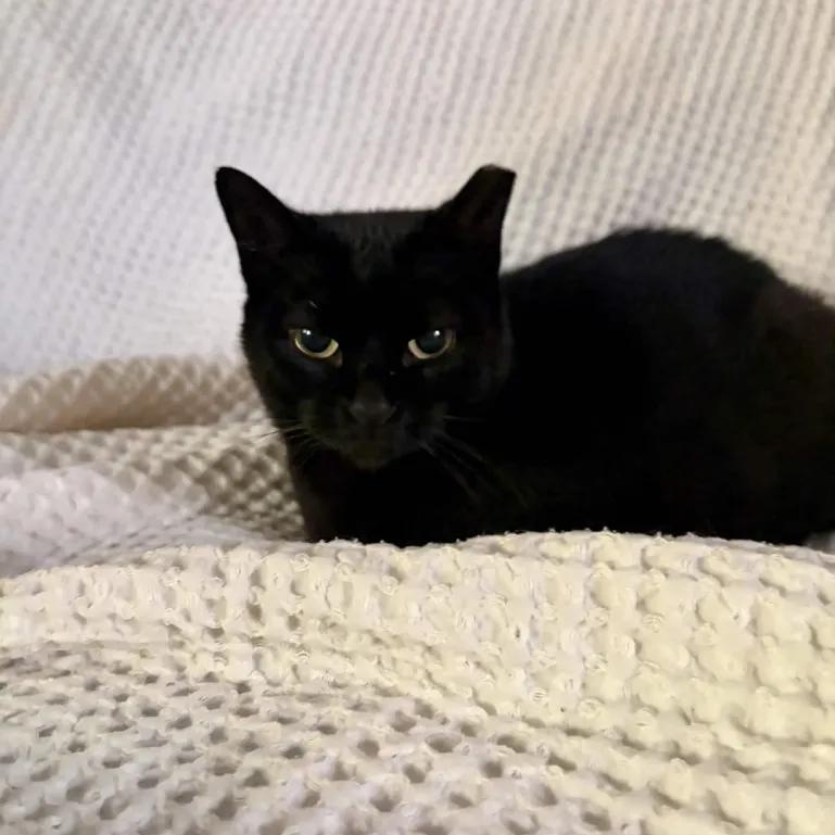 Enlarge Nori, a Adoptable Domestic Short Hair in Cleveland Heights, OH image 2/3