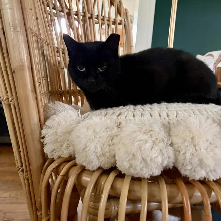 Nori, Adoptable, Young Female Domestic Short Hair.