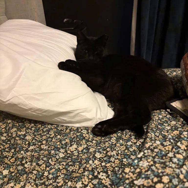 Enlarge Nori, a Adoptable Domestic Short Hair in Cleveland Heights, OH image 3/3