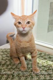 Enlarge Peri, a ADOPTABLE Domestic Short Hair in Downers Grove, IL image 2/2