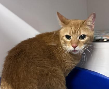 Enlarge Peri, a ADOPTABLE Domestic Short Hair in Downers Grove, IL image 1/2