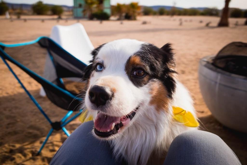 Enlarge Theodore, a Adoptable Australian Shepherd in Clyde, NC image 2/3