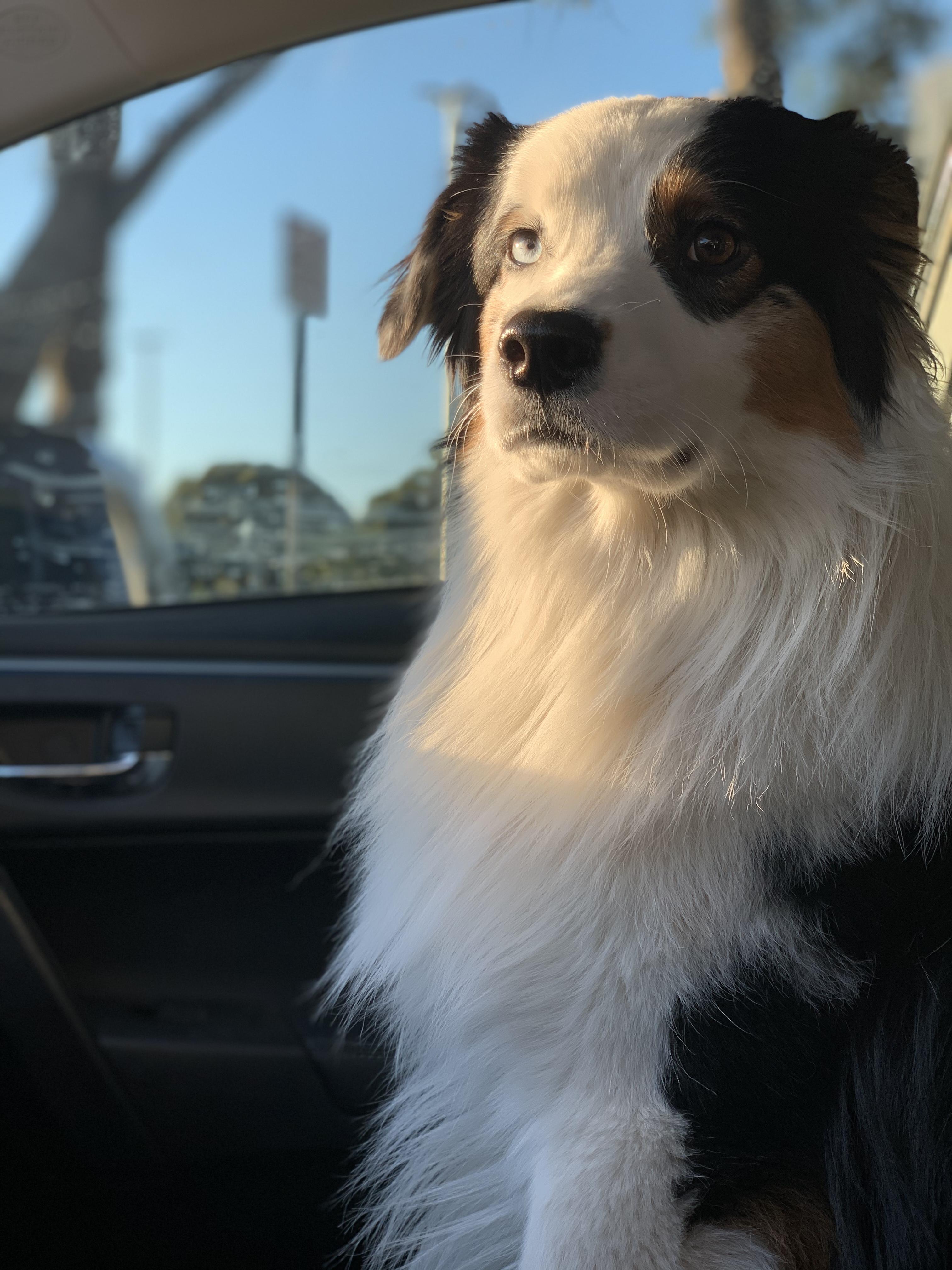 Theodore, Adoptable, Adult Male Australian Shepherd.