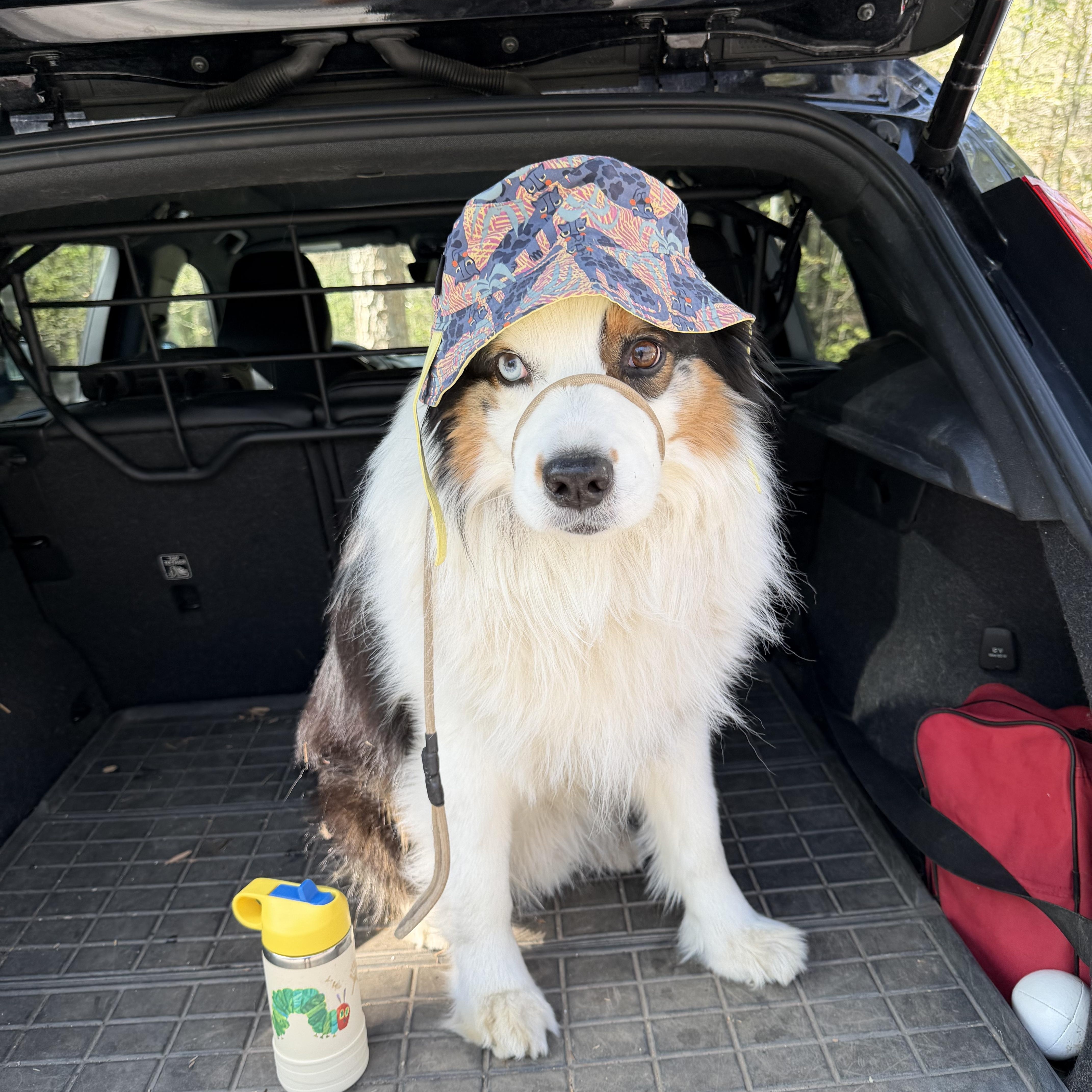 Enlarge Theodore, a Adoptable Australian Shepherd in Clyde, NC image 3/3