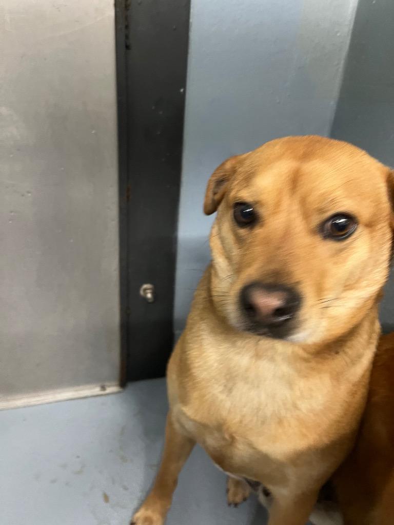 Enlarge Cheech, a Adoptable mixed breed in Cartersville , GA image 1/1