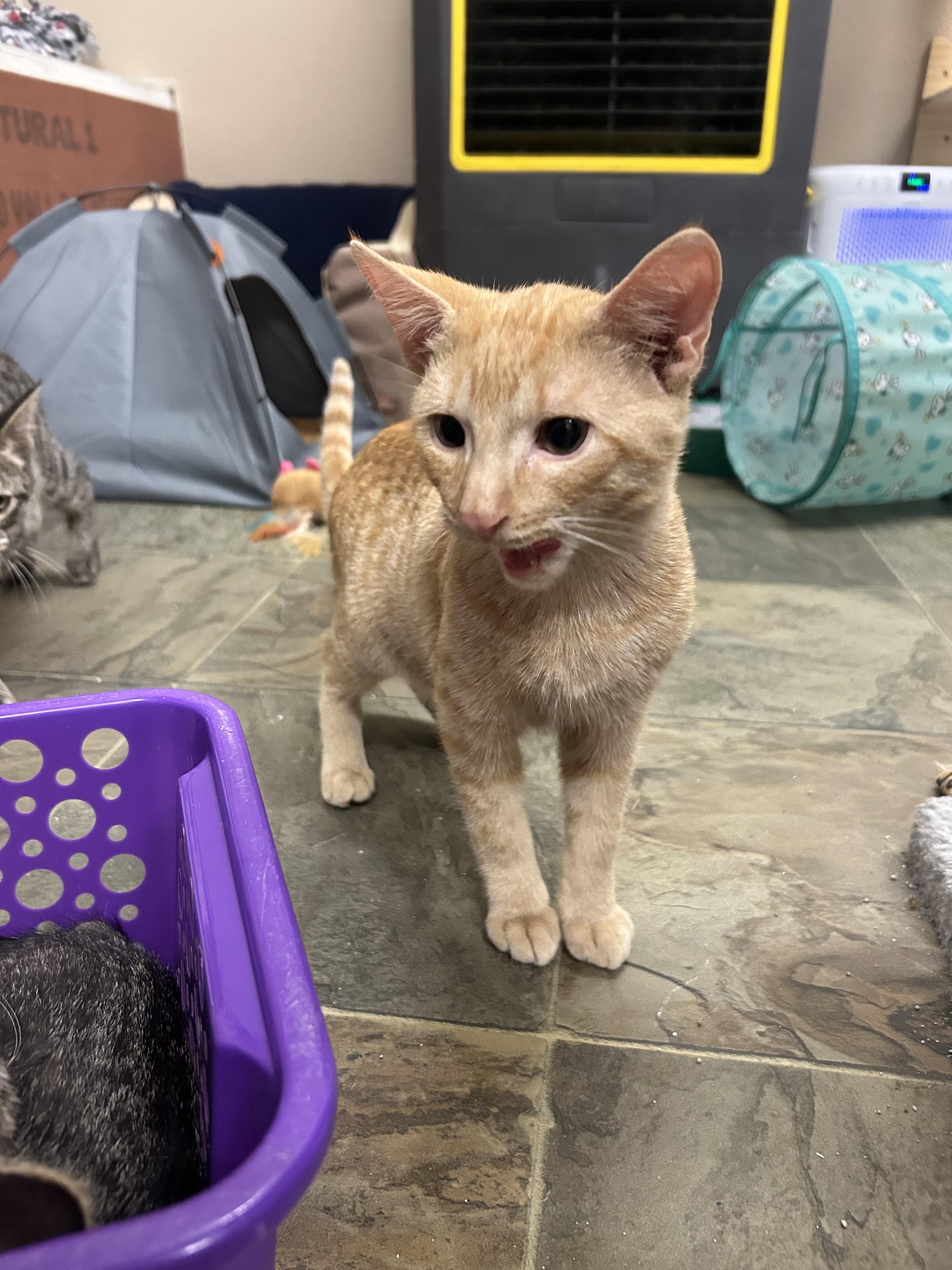 Enlarge Mike, a Adoptable Domestic Short Hair in Mauston, WI image 1/2