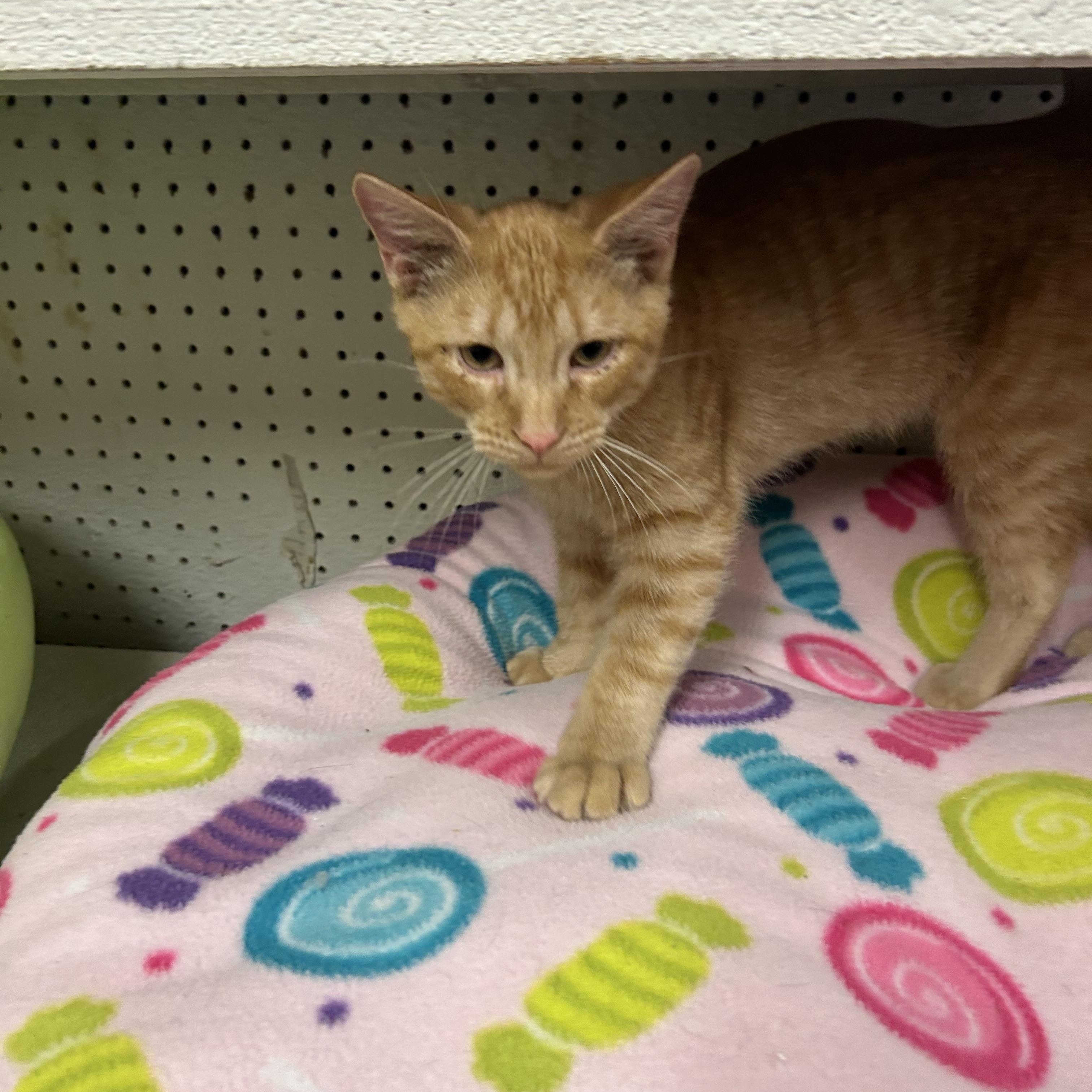 Enlarge Mike, a Adoptable Domestic Short Hair in Mauston, WI image 2/2