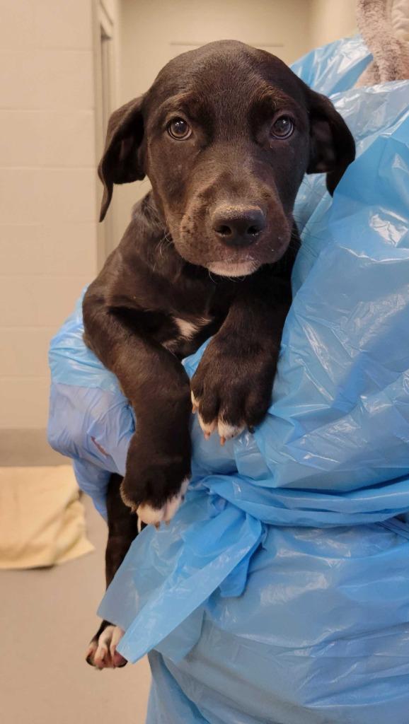 Cone, Adoptable, Puppy Male Mixed Breed.