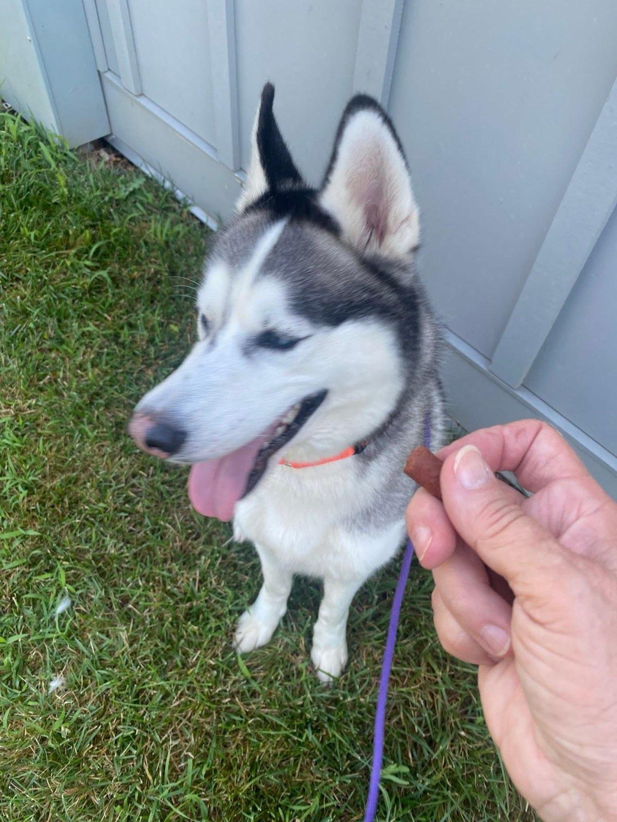 Joel (ID 46883/1694) photo 3