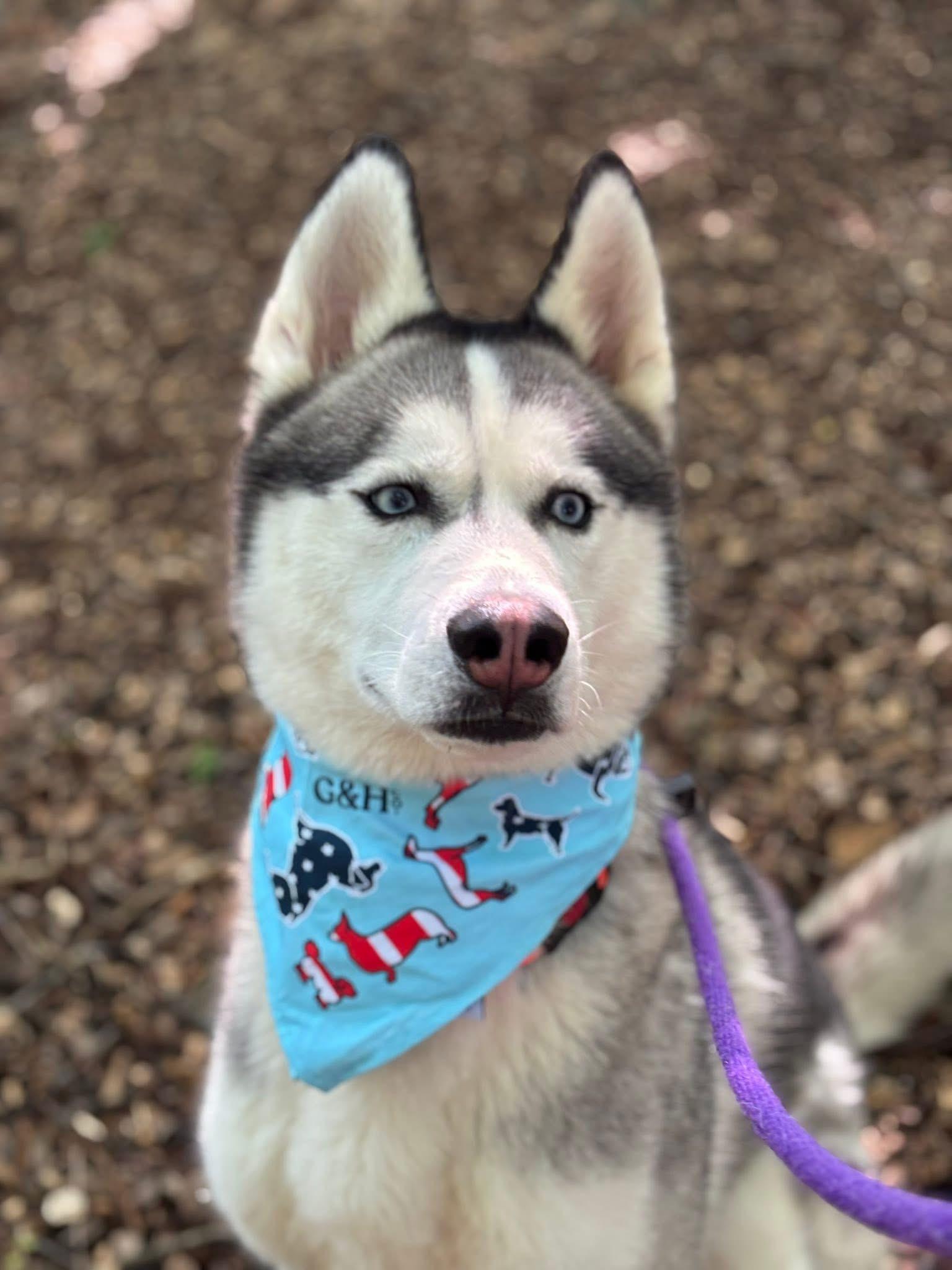 Joel (ID 46883/1694) photo 4