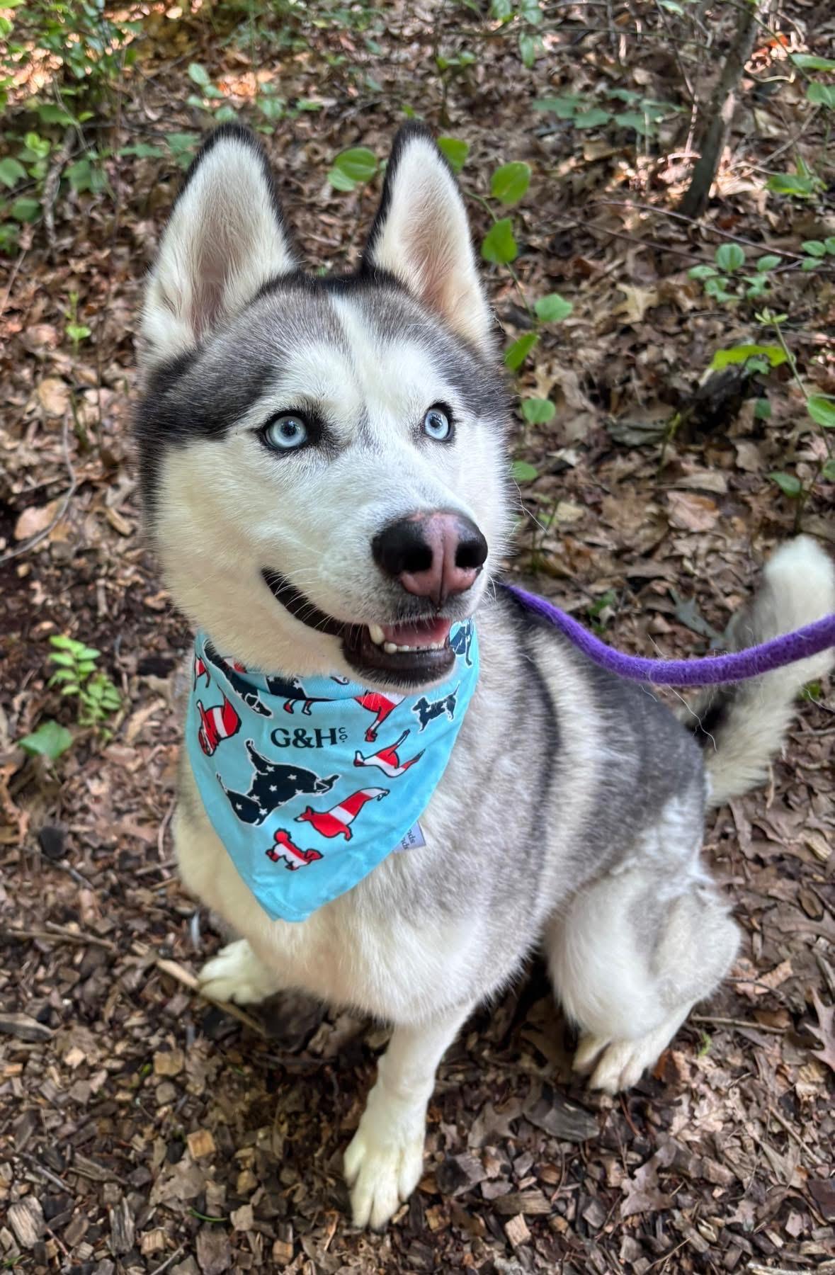 Joel (ID 46883/1694), Adult Male Husky