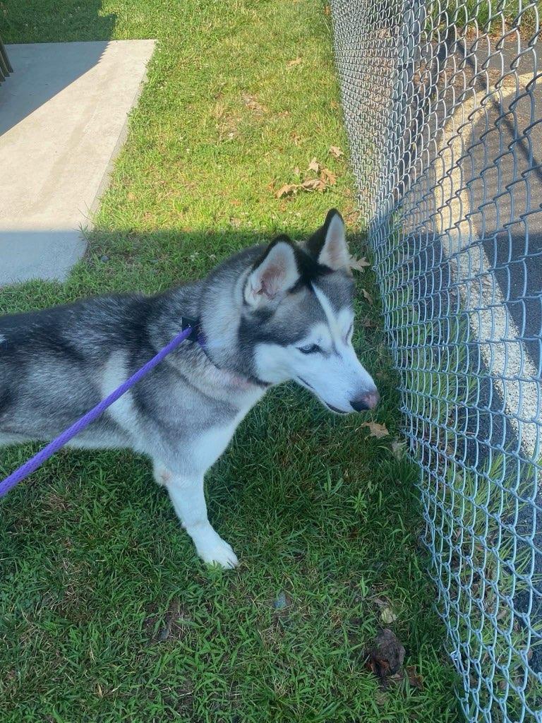 Joel (ID 46883/1694) photo 2