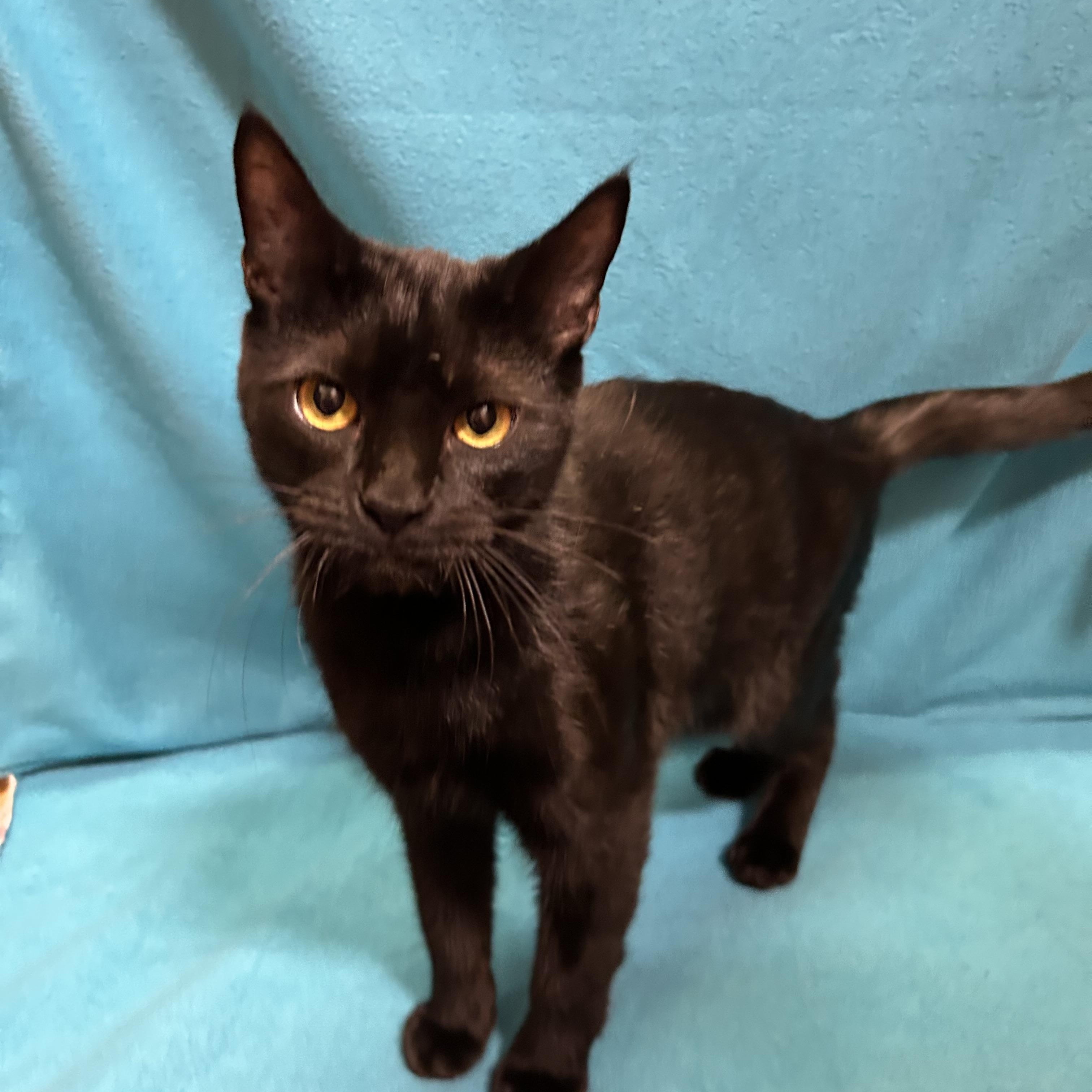 Enlarge Thunder, Bolt and Flash, an adopted Bombay in Houston, TX image 3/5