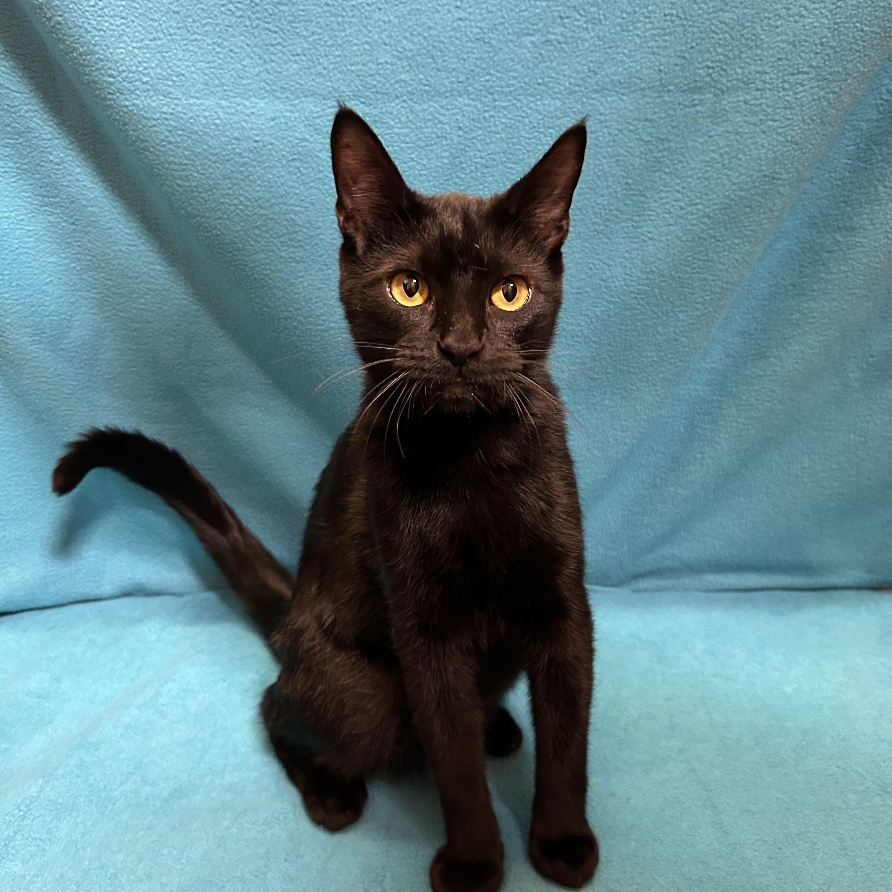 Enlarge Thunder, Bolt and Flash, an adopted Bombay in Houston, TX image 5/5