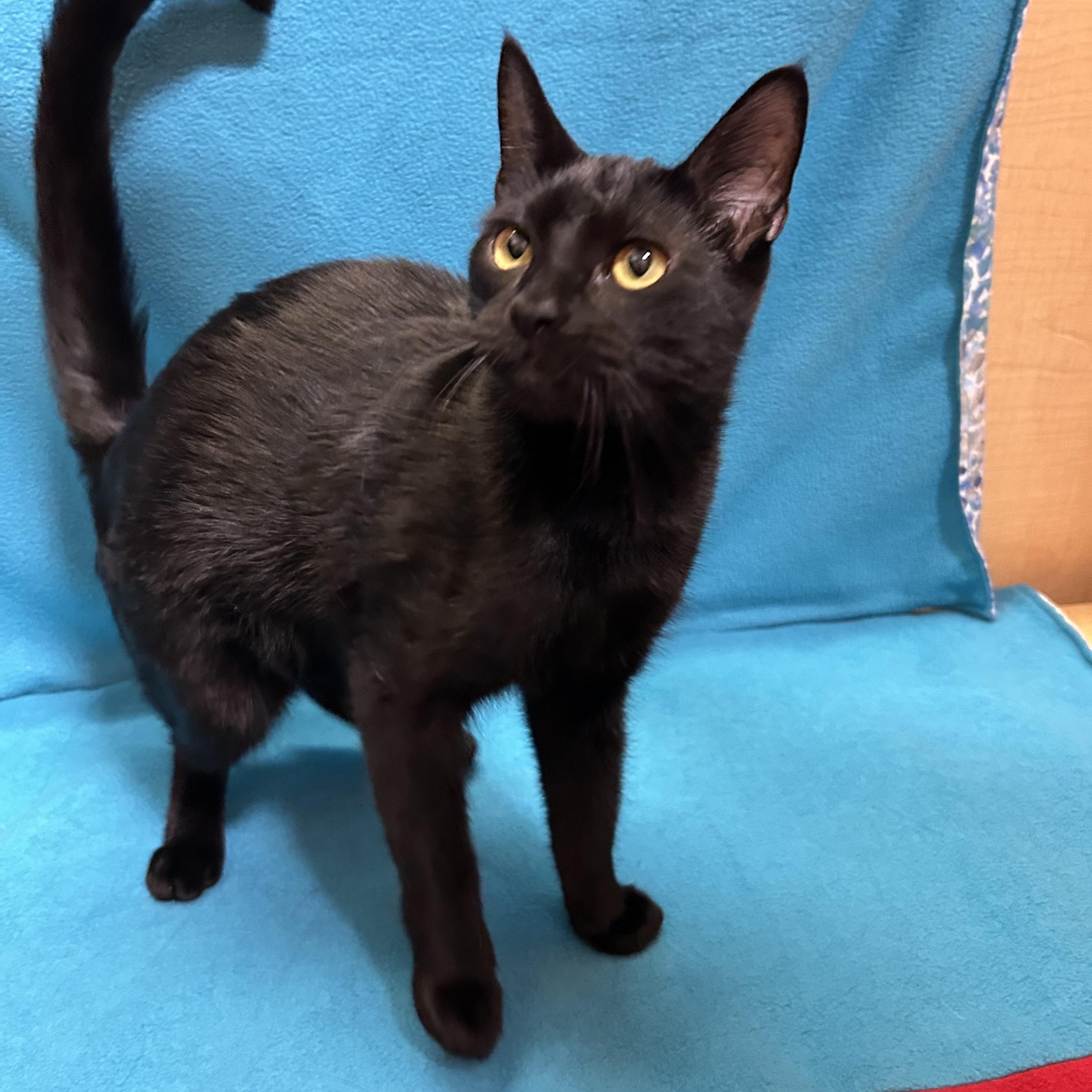 Enlarge Thunder, Bolt and Flash, an adopted Bombay in Houston, TX image 2/5