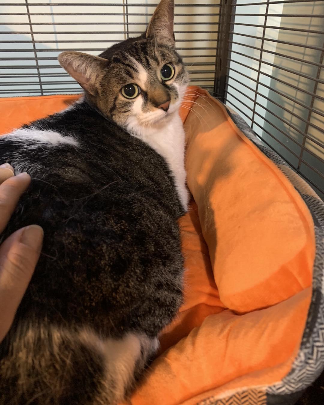 Enlarge Frankie, a Adoptable Domestic Short Hair in Zephyr, ON image 1/1