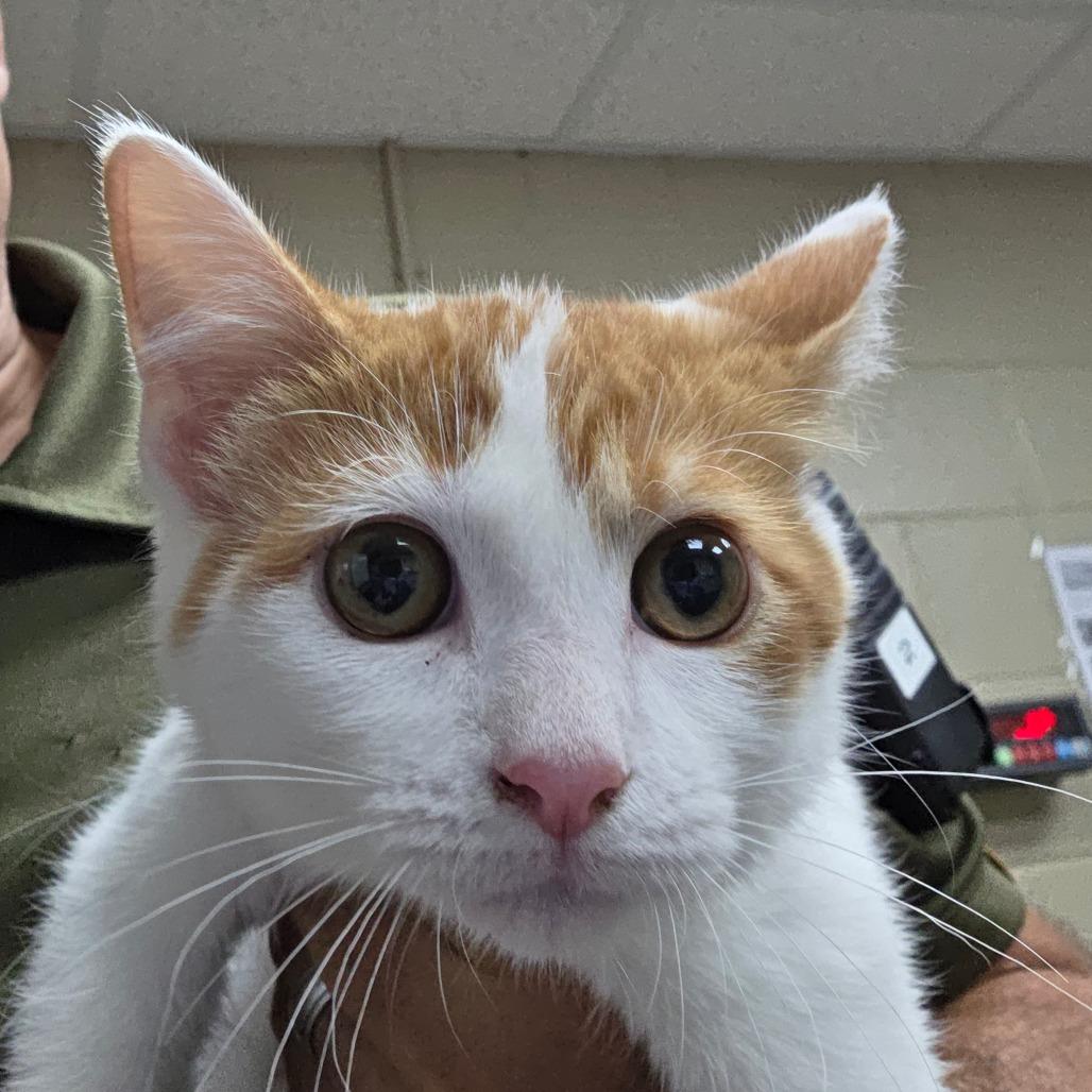 Snuggles, Adoptable, Kitten Female Domestic Short Hair & Domestic Short Hair.