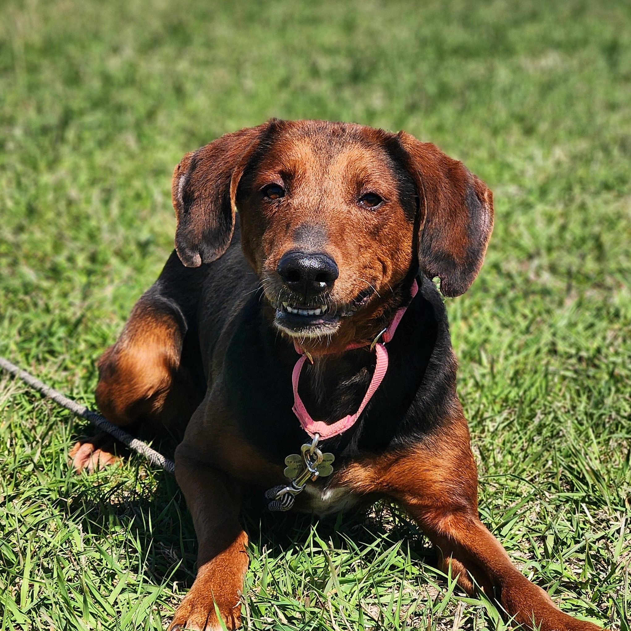 Enlarge Lil Red, a Adoptable mixed breed in Walthill, NE image 3/4