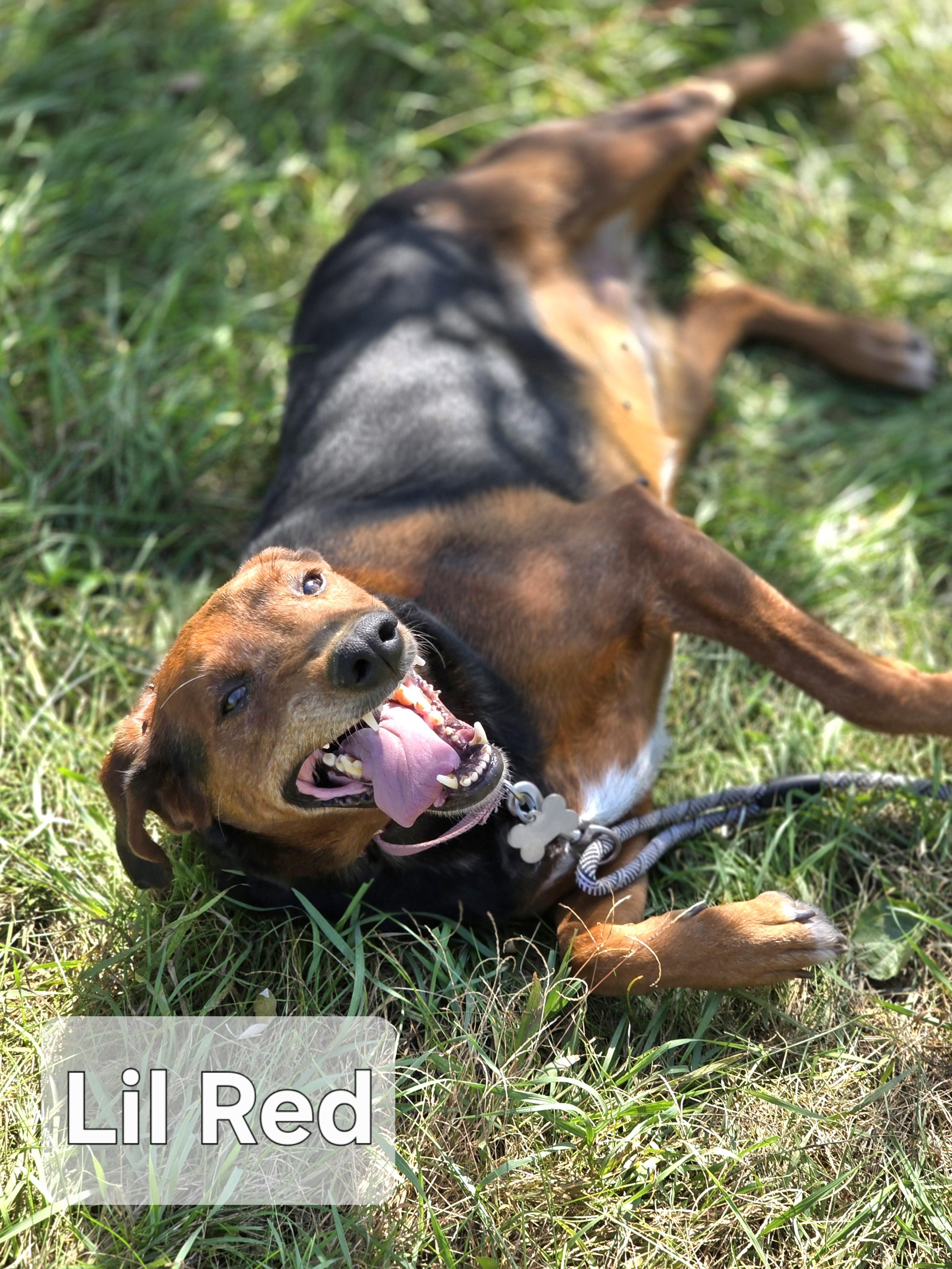 Enlarge Lil Red, a Adoptable mixed breed in Walthill, NE image 1/4