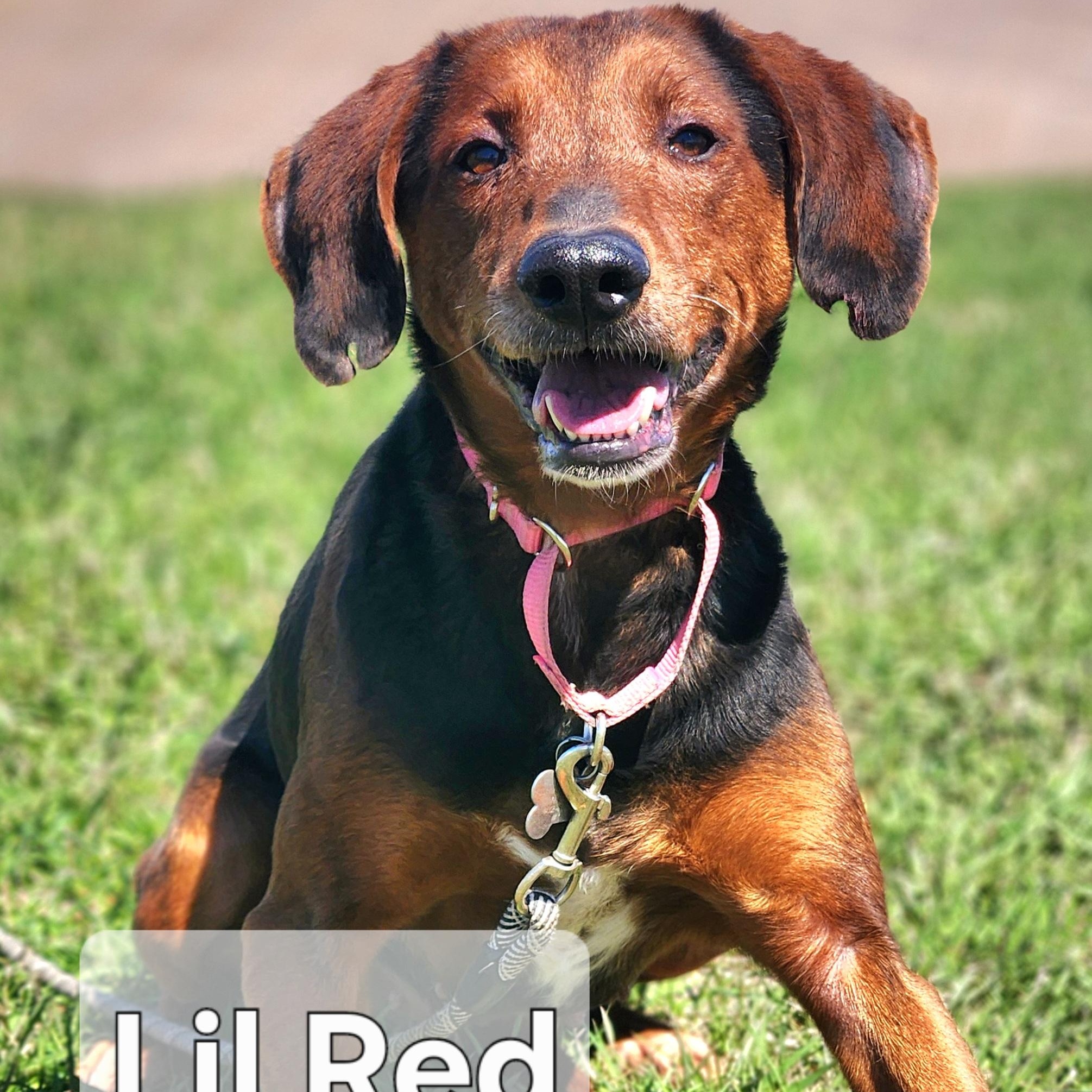 Enlarge Lil Red, a Adoptable mixed breed in Walthill, NE image 4/4