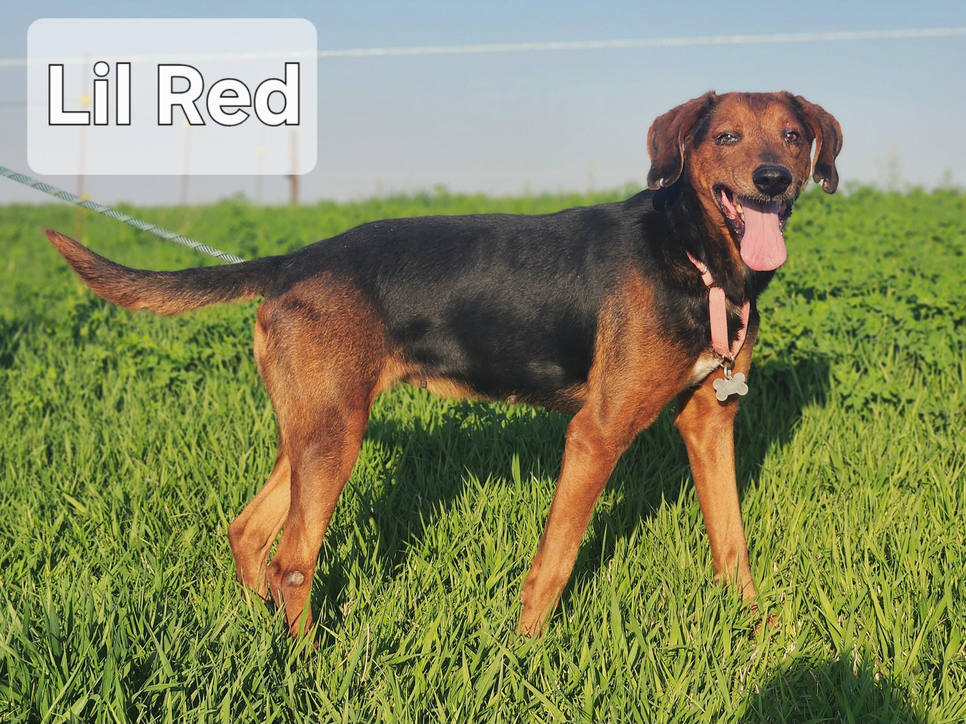 Enlarge Lil Red, a Adoptable mixed breed in Walthill, NE image 2/4