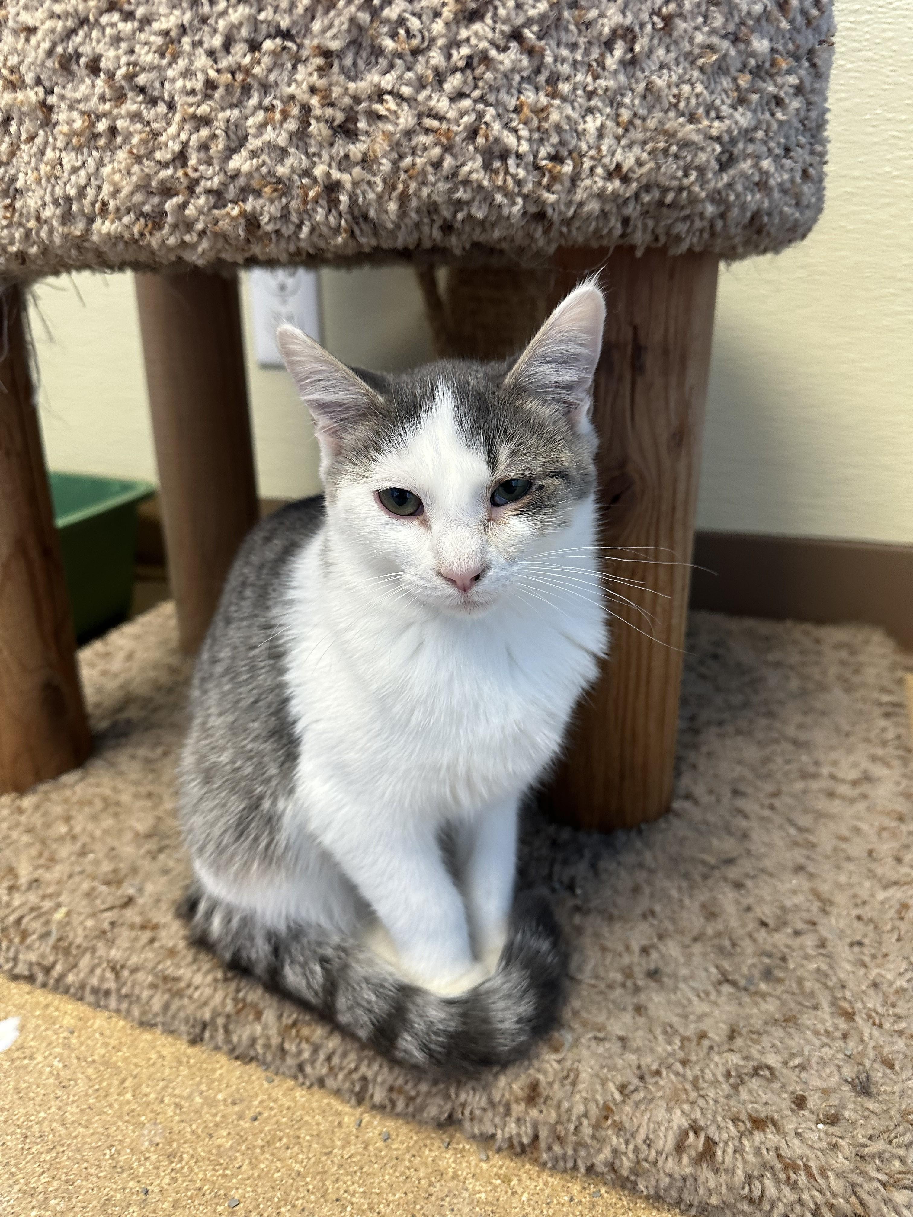 Darla Jo, an adoptable Domestic Short Hair in Brookings, SD, 57006 | Photo Image 1