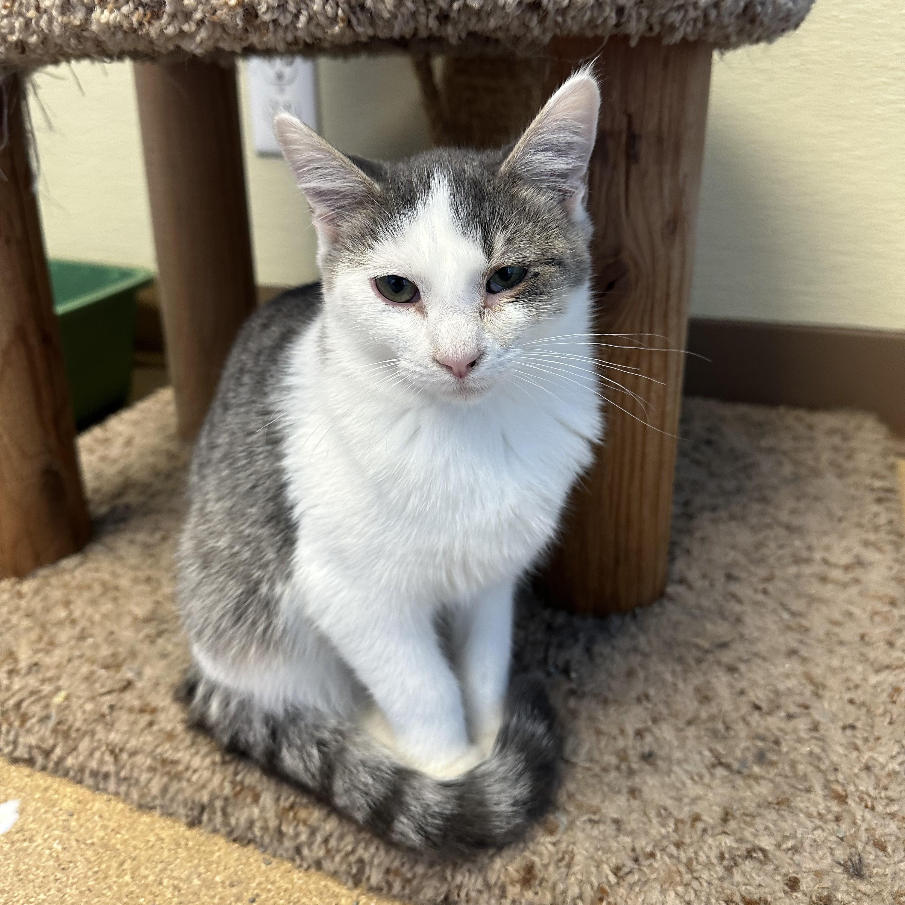 Darla Jo, an adoptable Domestic Short Hair in Brookings, SD, 57006 | Photo Image 1