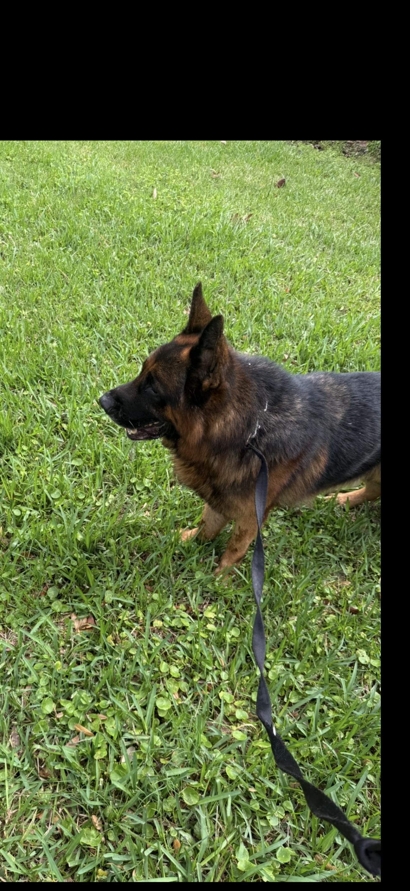 Troy, a ADOPTABLE German Shepherd Dog in Oviedo, FL image 2/5