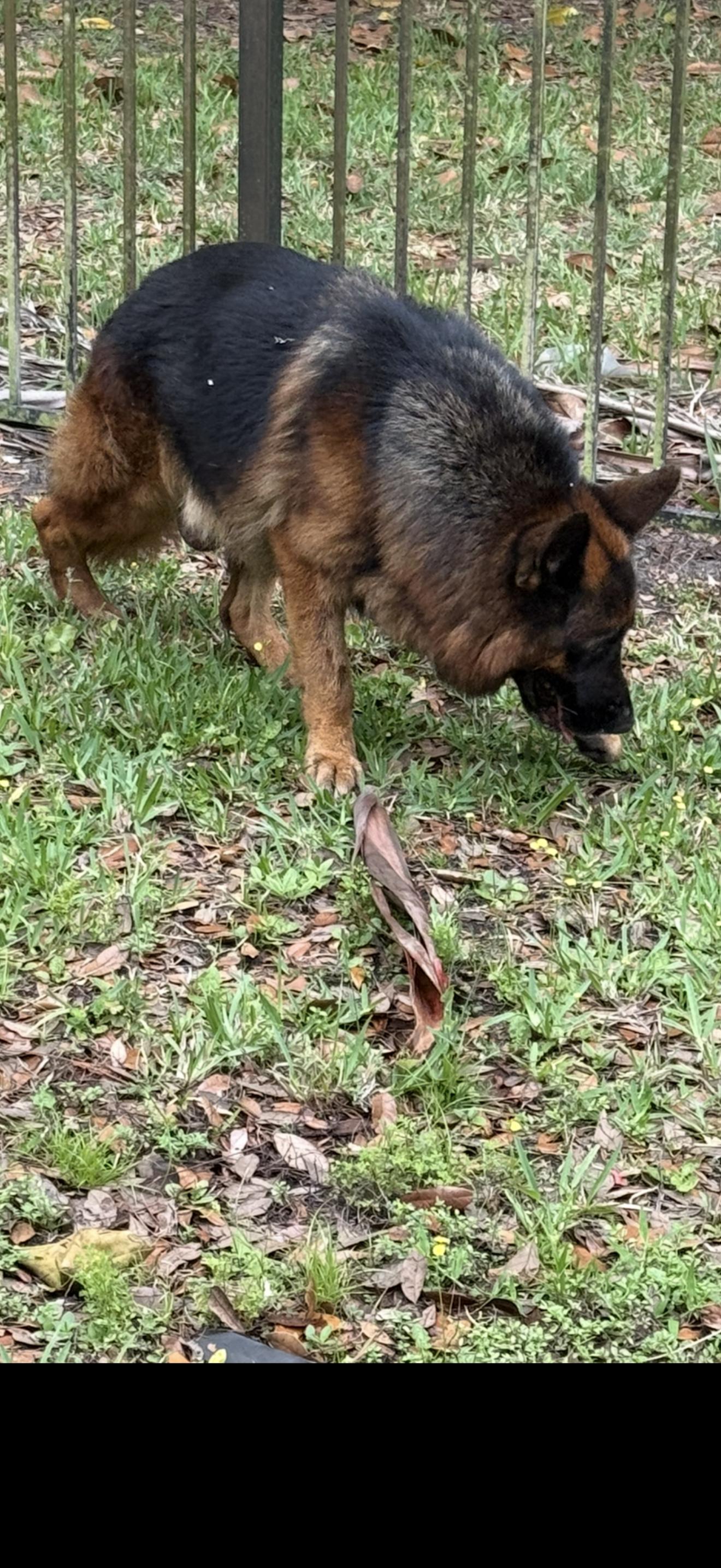 Troy, a ADOPTABLE German Shepherd Dog in Oviedo, FL image 5/5