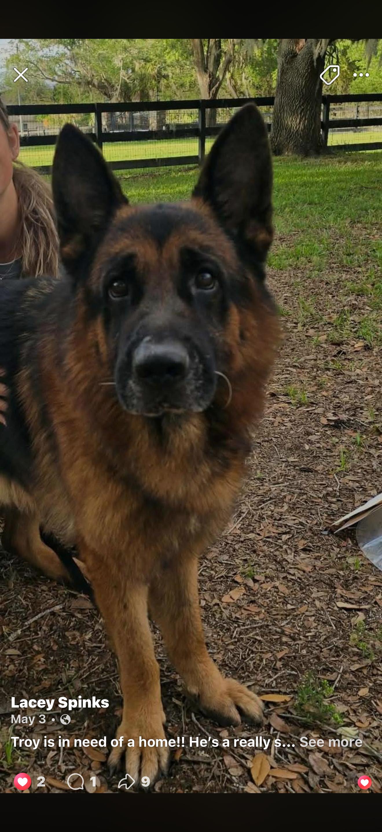 Troy, a ADOPTABLE German Shepherd Dog in Oviedo, FL image 4/5