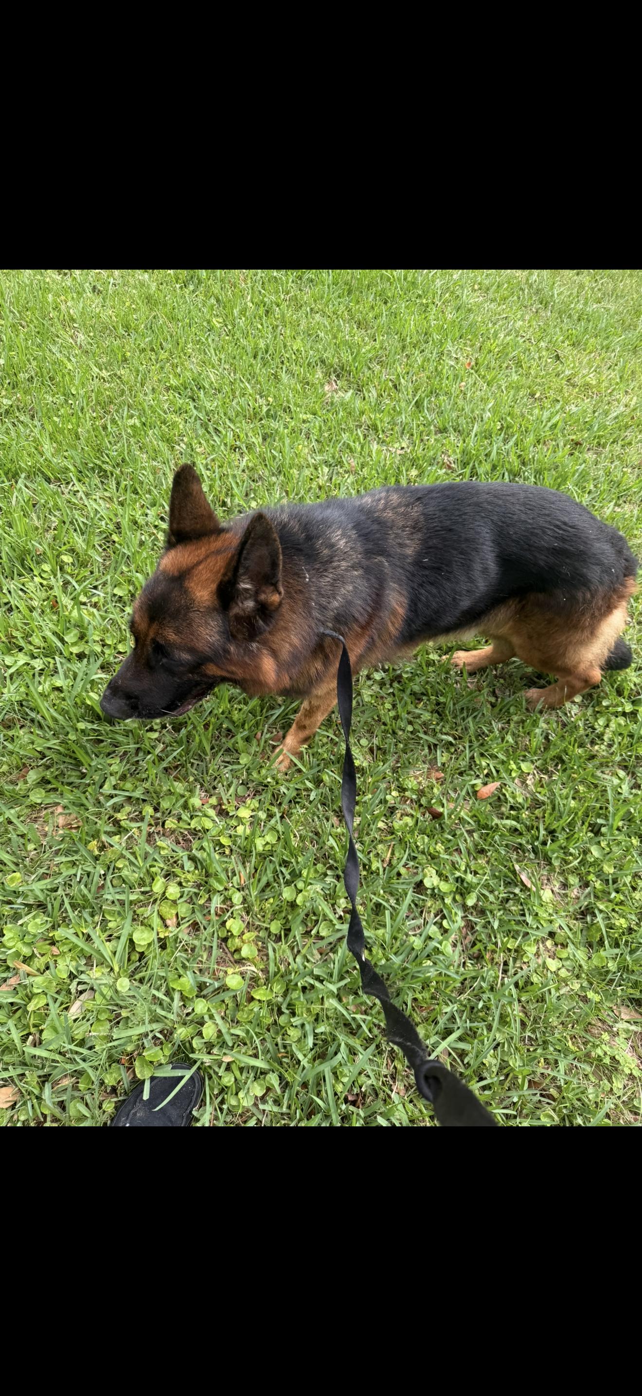 Troy, a ADOPTABLE German Shepherd Dog in Oviedo, FL image 3/5