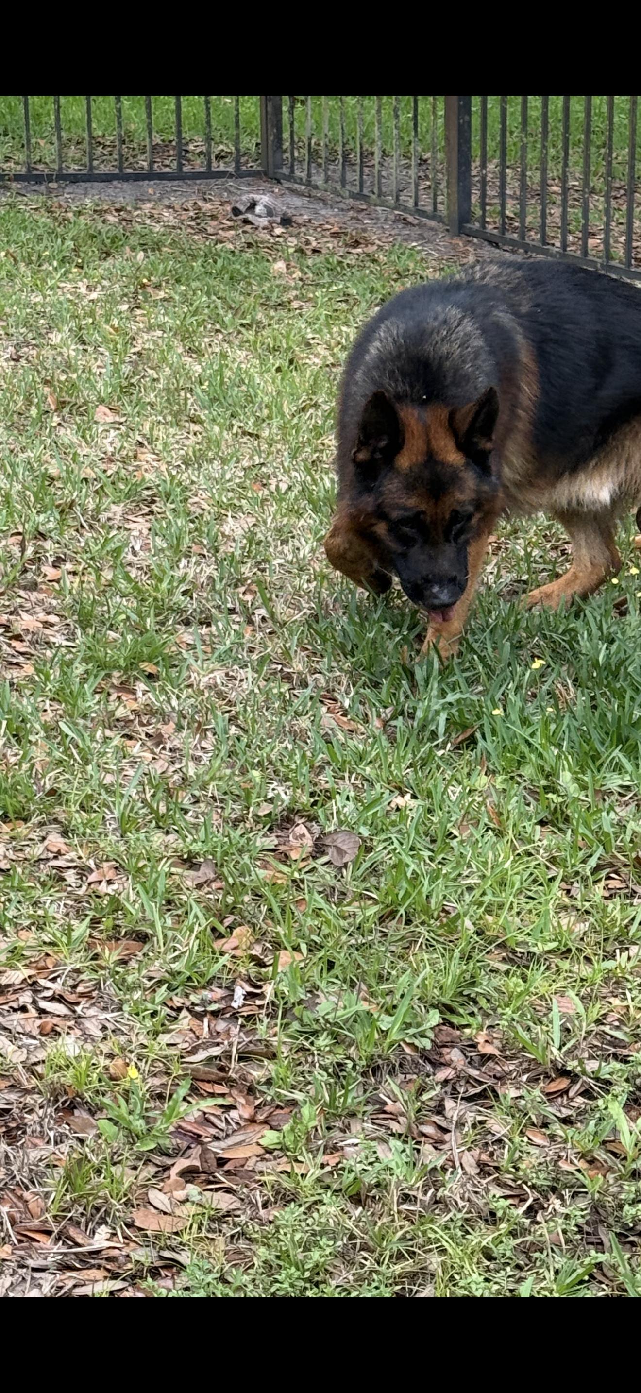 Troy, ADOPTABLE, Adult Male German Shepherd Dog.
