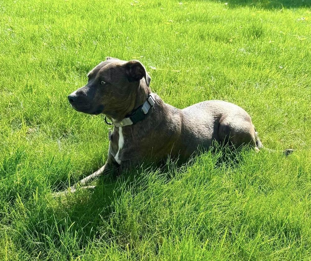 Enlarge Ember, a Adoptable mixed breed in Alden, NY image 2/4