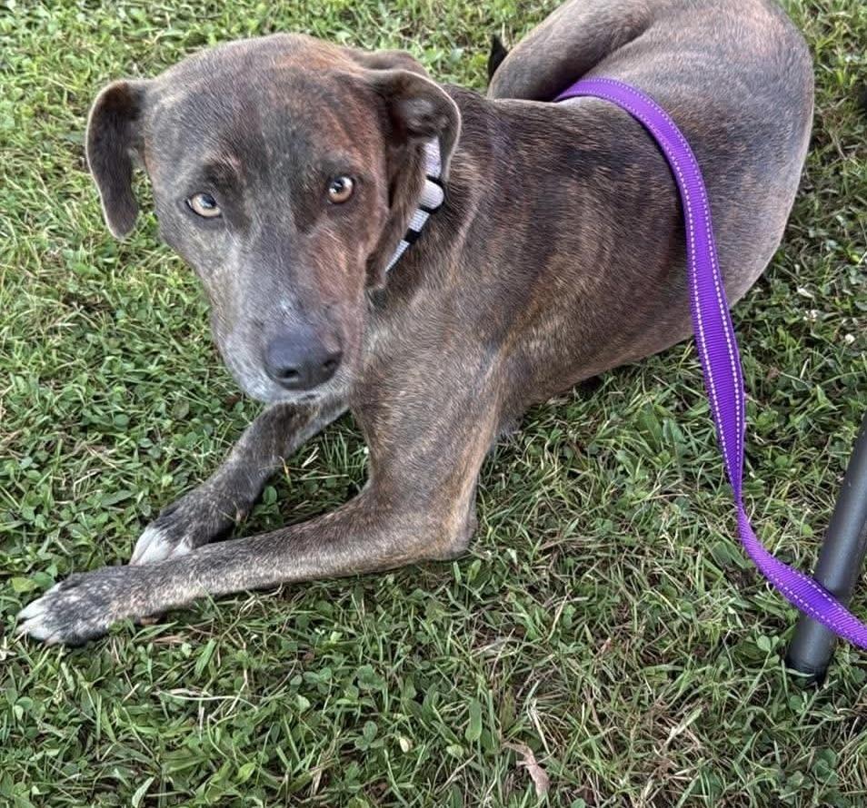 Enlarge Ember, a Adoptable mixed breed in Alden, NY image 3/5