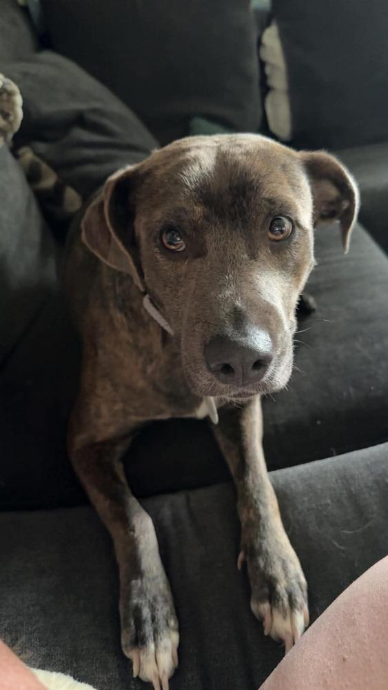 Enlarge Ember, a Adoptable mixed breed in Alden, NY image 3/4