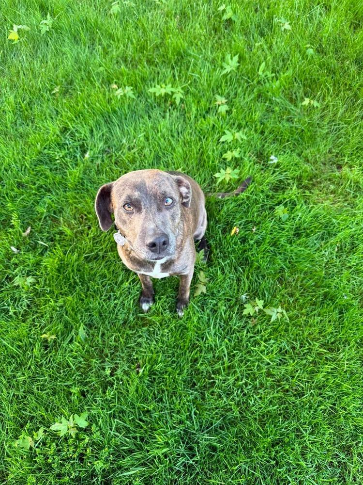 Enlarge Ember, a Adoptable mixed breed in Alden, NY image 4/4
