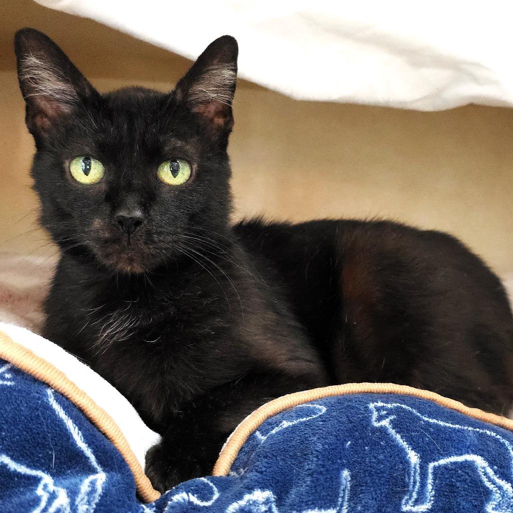 Speckles, Adoptable, Young Female Domestic Short Hair.