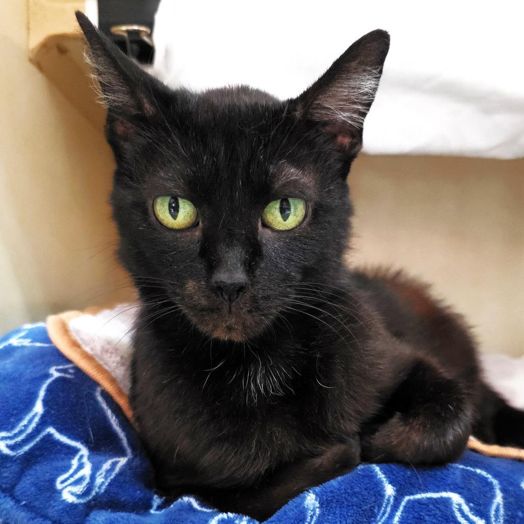 Speckles, a Adoptable Domestic Short Hair in Michigan City, IN image 2/4