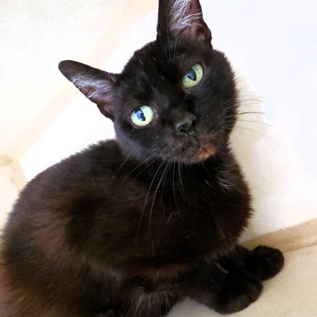 Speckles, a Adoptable Domestic Short Hair in Michigan City, IN image 3/4