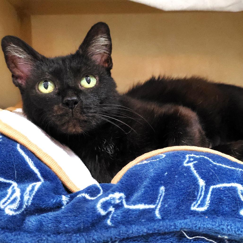 Speckles, a Adoptable Domestic Short Hair in Michigan City, IN image 4/4