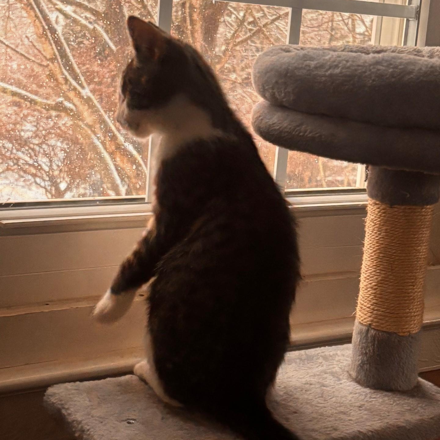 Enlarge Slush , an adopted Domestic Short Hair in Sewell, NJ image 4/4