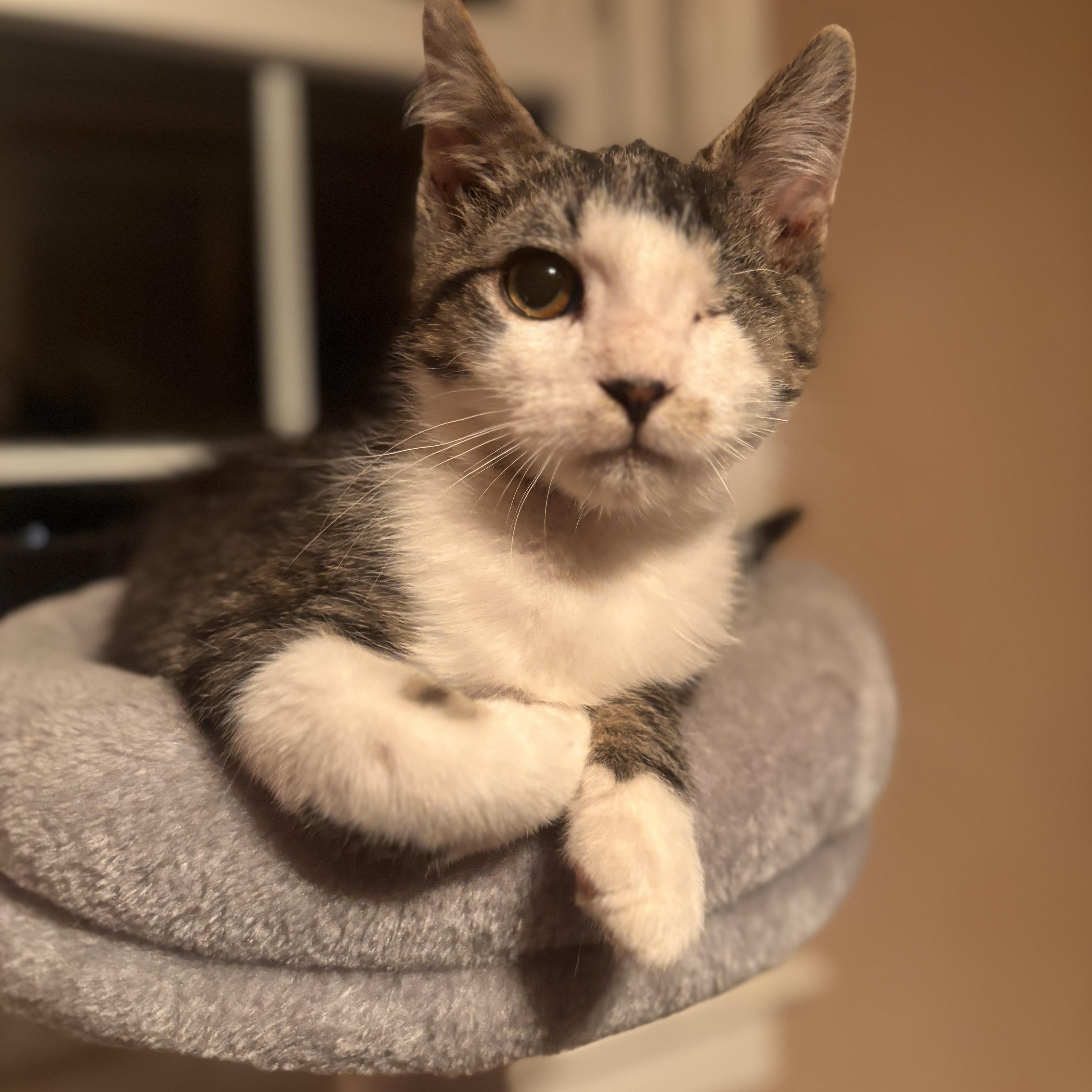 Enlarge Slush , an adopted Domestic Short Hair in Sewell, NJ image 2/4